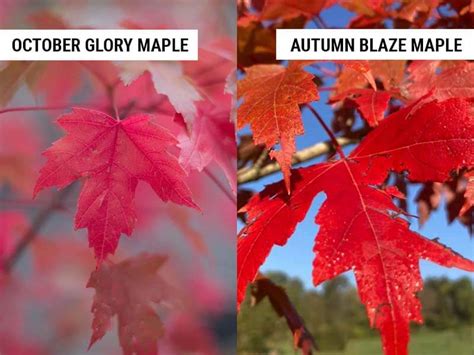 autumn blaze maple vs october glory